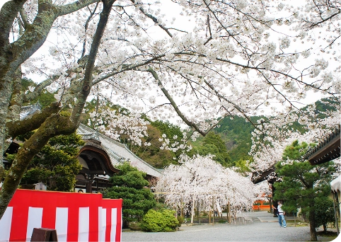 観桜会・花まつりの画像